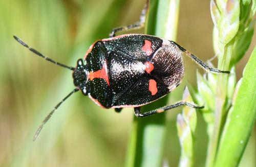 Eurydema oleracea